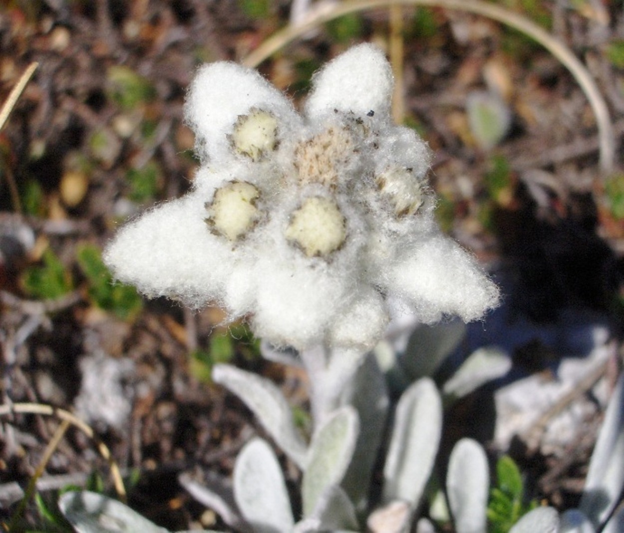 Leontopodium nivale / Stella alpina dell''Appennino